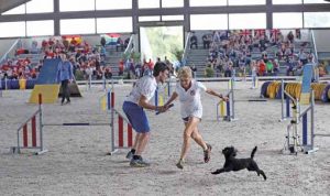 world agility championship