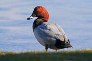 7 specie di uccelli da salvare: Aiuta la Lipu!