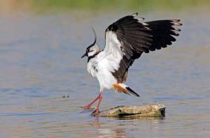 7 specie di uccelli da salvare: Aiuta la Lipu!