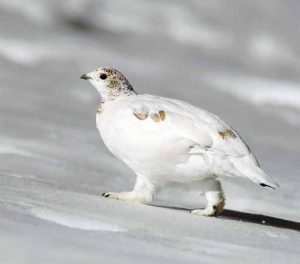 7 specie di uccelli da salvare: Aiuta la Lipu!