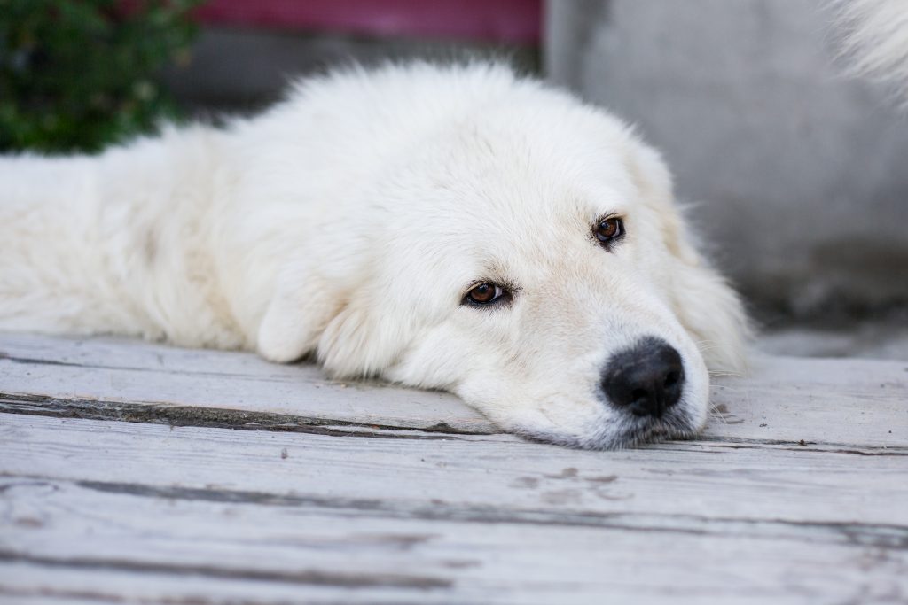 Cucciola adottata ha paura di tutto