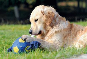 vacanza con il cane