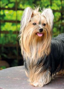 yorkshire terrier