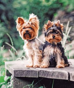 yorkshire terrier