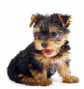 yorkshire terrier