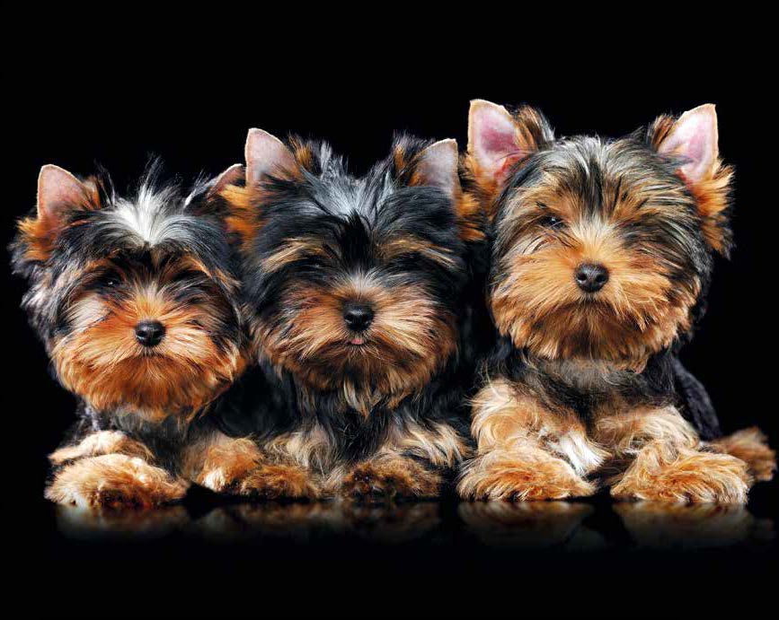 yorkshire terrier