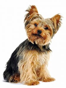 yorkshire terrier