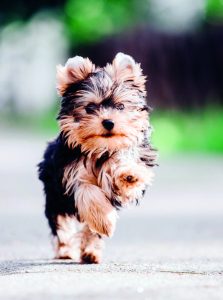 yorkshire terrier