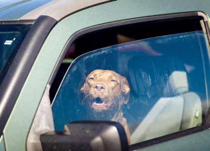 cane chiuso in auto