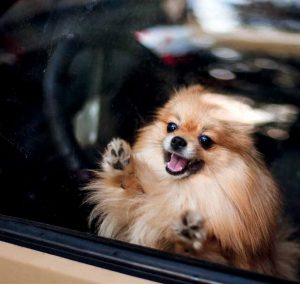 cane chiuso in auto