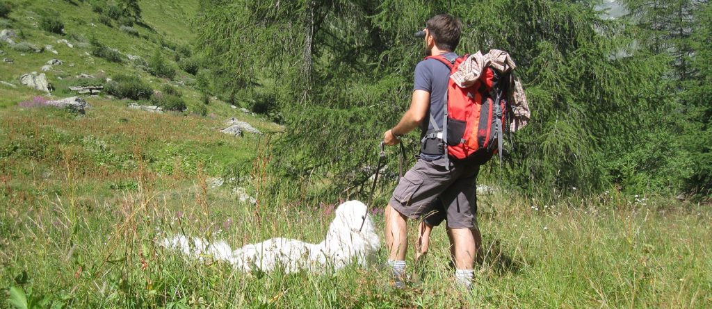 jogging con il cane