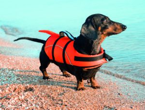 in spiaggia con il cane