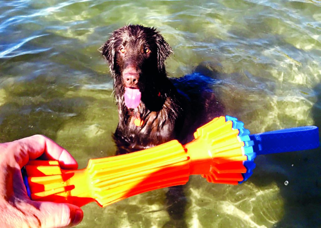 in spiaggia con il cane