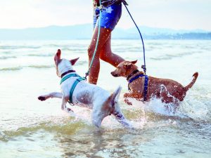 in spiaggia con il cane