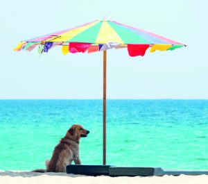 in spiaggia con il cane