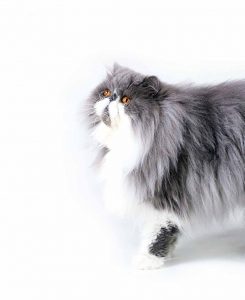 persiano