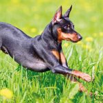 pinscher nano