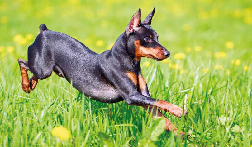 pinscher nano