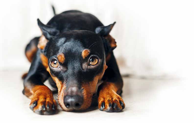 pinscher nano