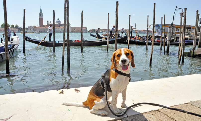 venezia pet friendly