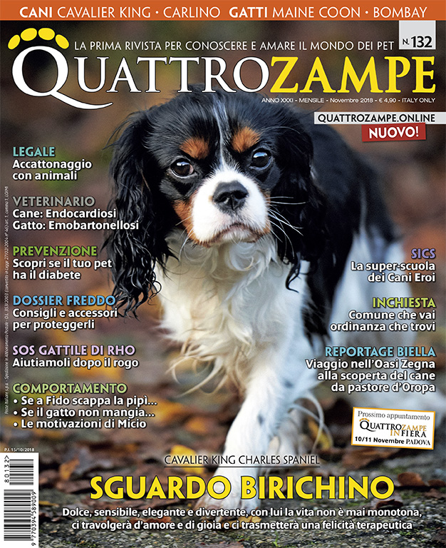 È in edicola il numero di novembre 2018 di Quattrozampe