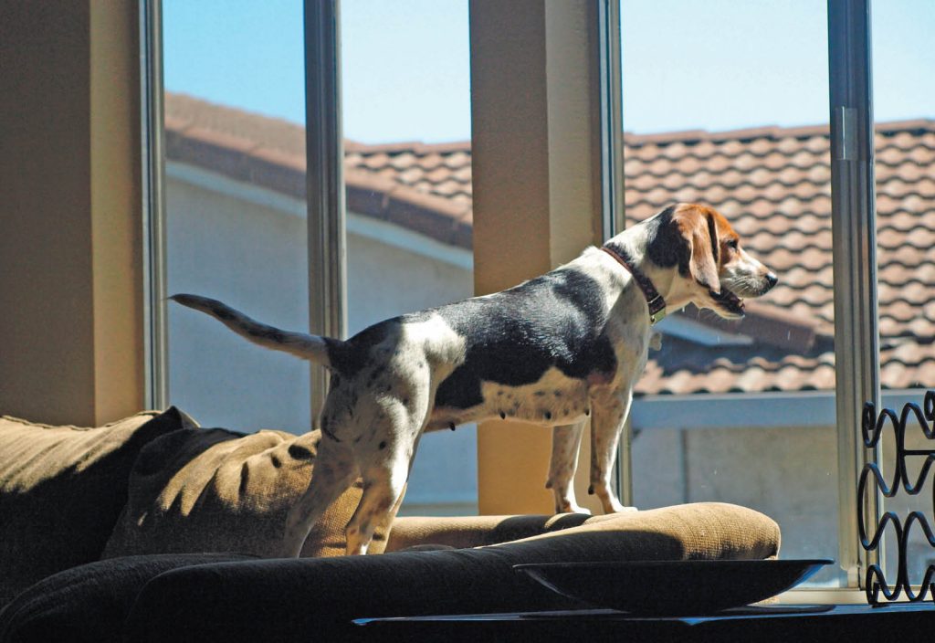 Come gestire un cane iperattivo