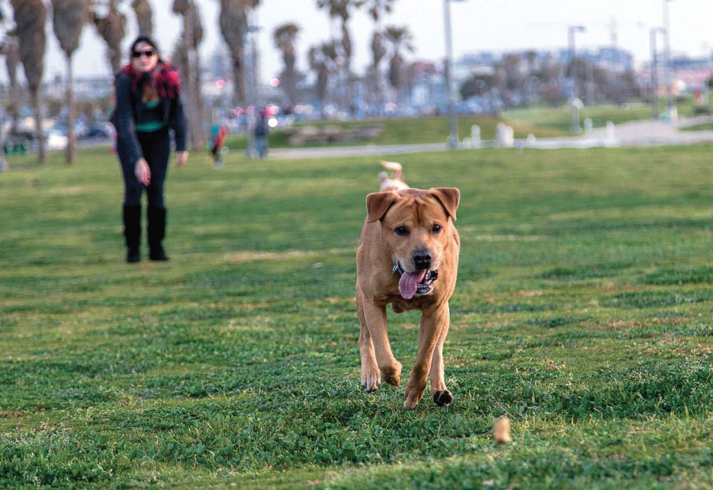 Come gestire un cane iperattivo