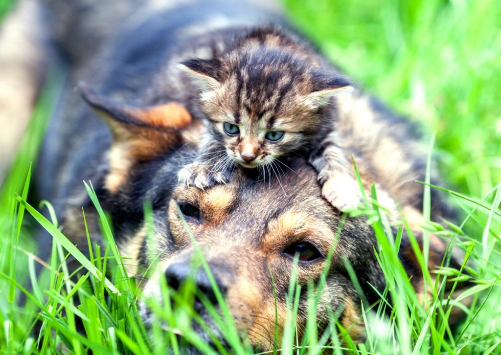 Come scegliere il cucciolo per la famiglia