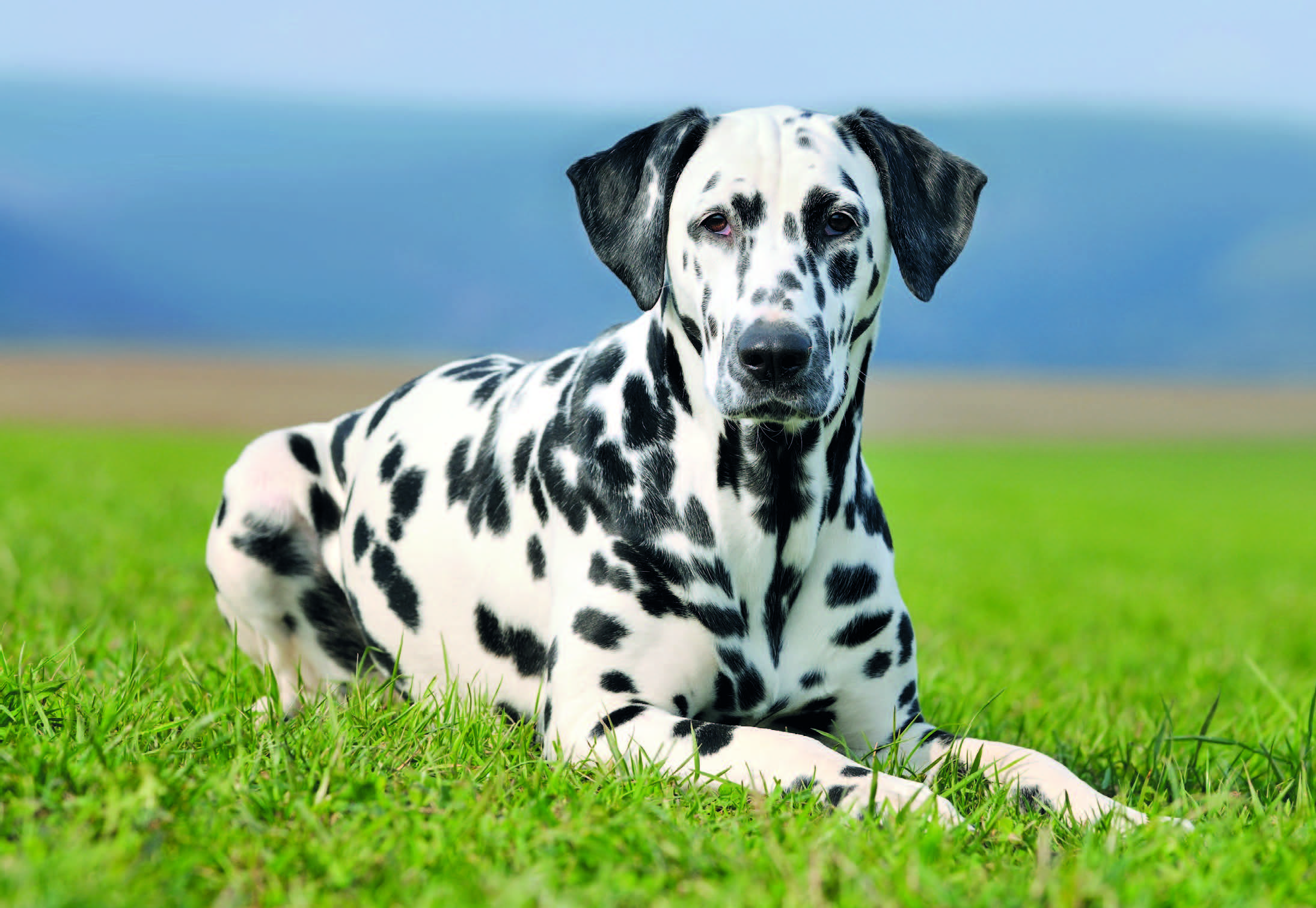 Dalmata Quattro Zampe