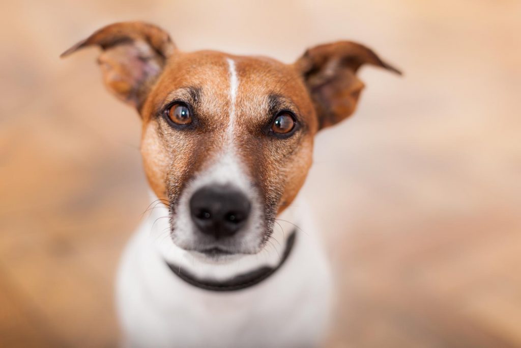 Pocho, il cane antidroga nel mirino della malavita.