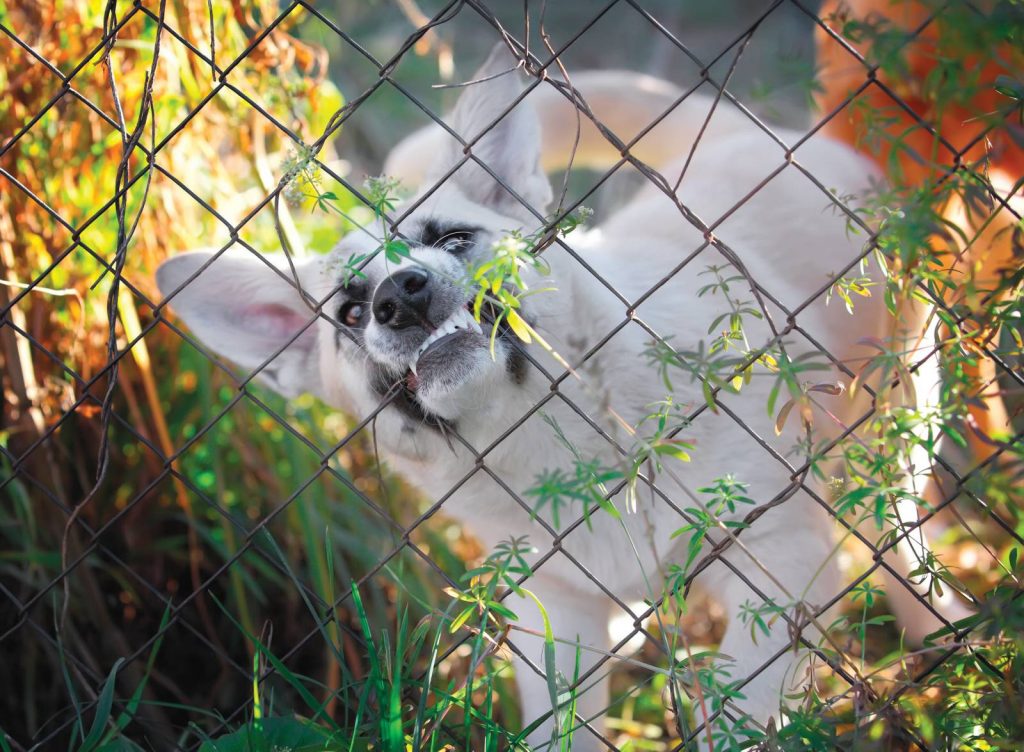 Come gestire l'aggressività del cane