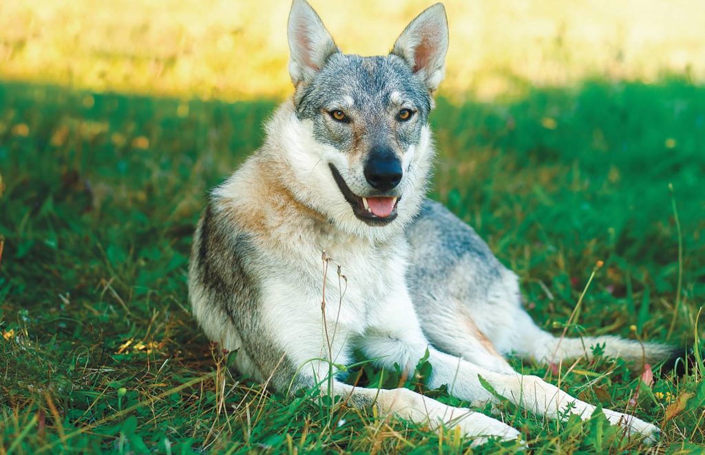 Come gestire l'aggressività del cane