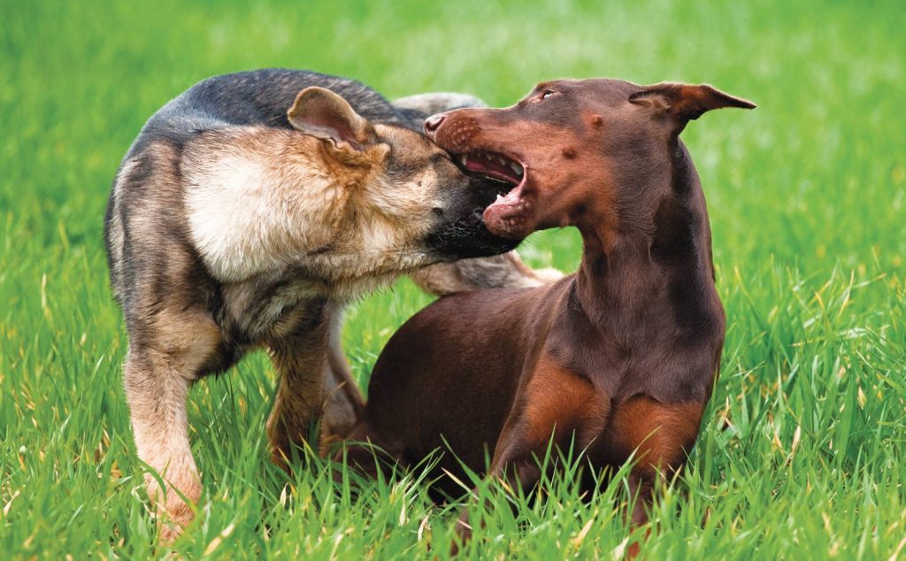 Come gestire l'aggressività del cane