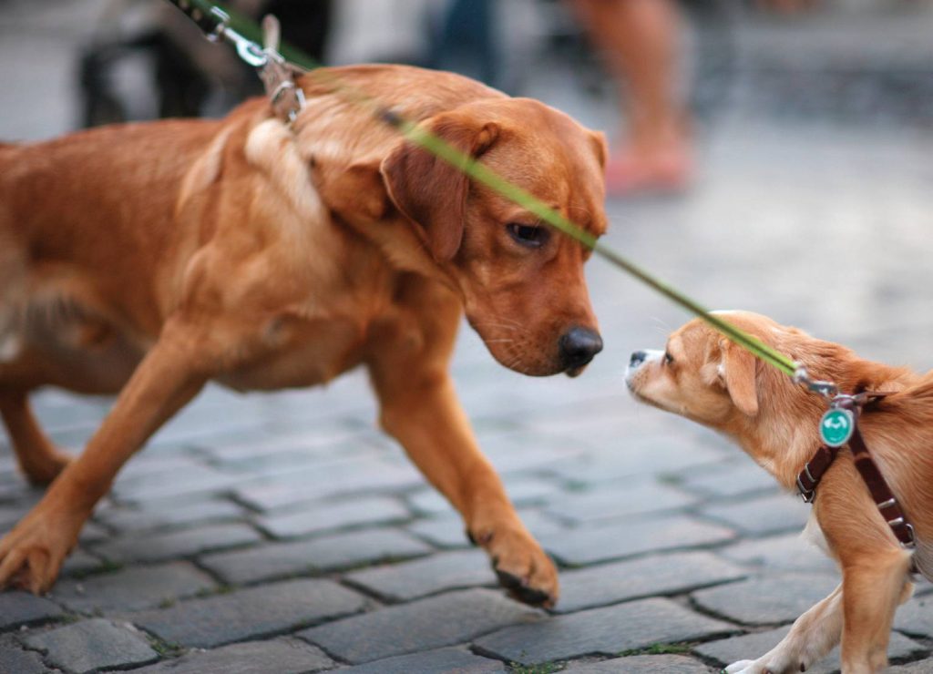 Come gestire l'aggressività del cane