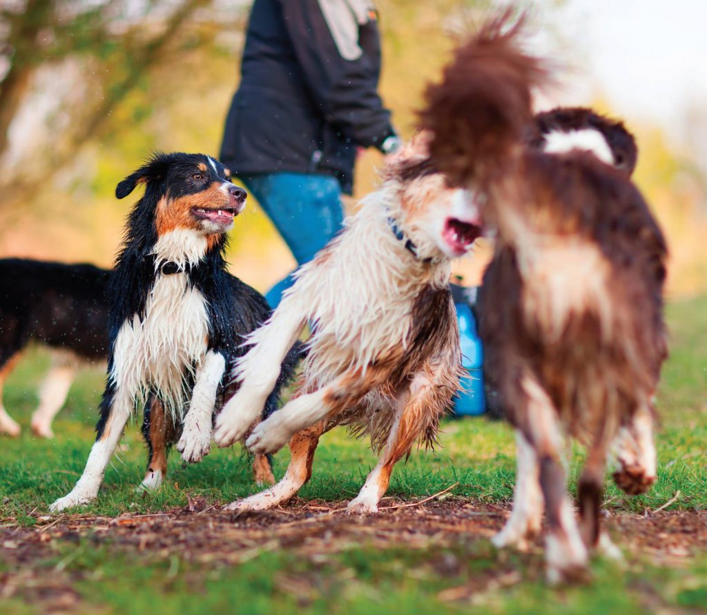 Come gestire l'aggressività del cane