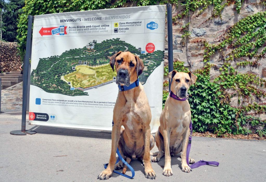 Barcellona città pet-friendly: un museo all’aperto per cani
