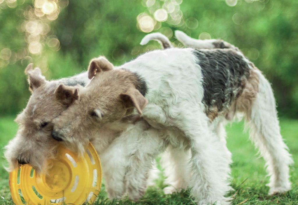 Fox Terrier