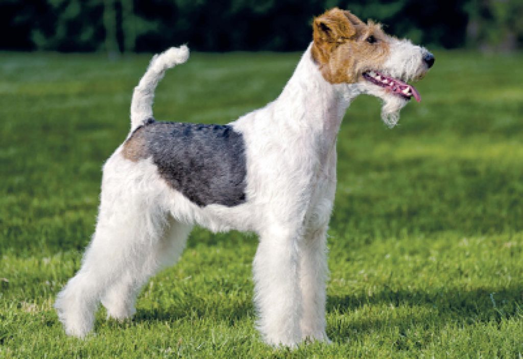 Fox Terrier