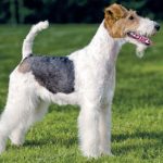 Fox Terrier