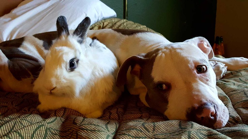 Grace e Sophie, un Pitbull e un coniglio amici per la pelle