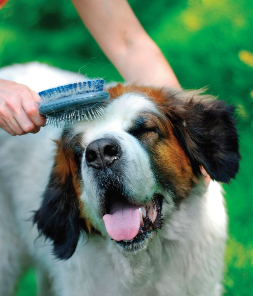 Igiene di cane e gatto. Come occuparsi di pulizia e salute dei nostri pet