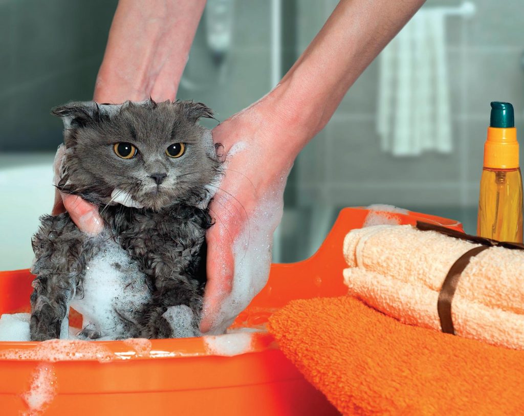 Igiene di cane e gatto. Come occuparsi di pulizia e salute dei nostri pet