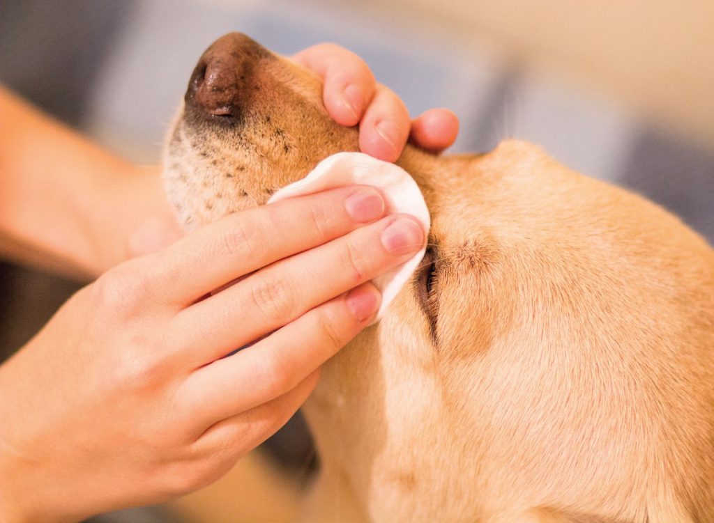 Igiene di cane e gatto. Come occuparsi di pulizia e salute dei nostri pet