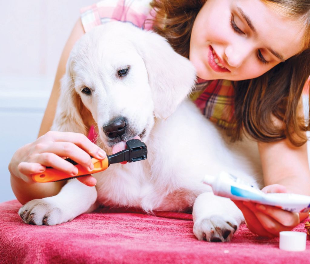 Igiene di cane e gatto. Come occuparsi di pulizia e salute dei nostri pet