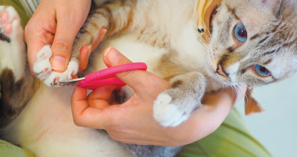 Igiene di cane e gatto. Come occuparsi di pulizia e salute dei nostri pet