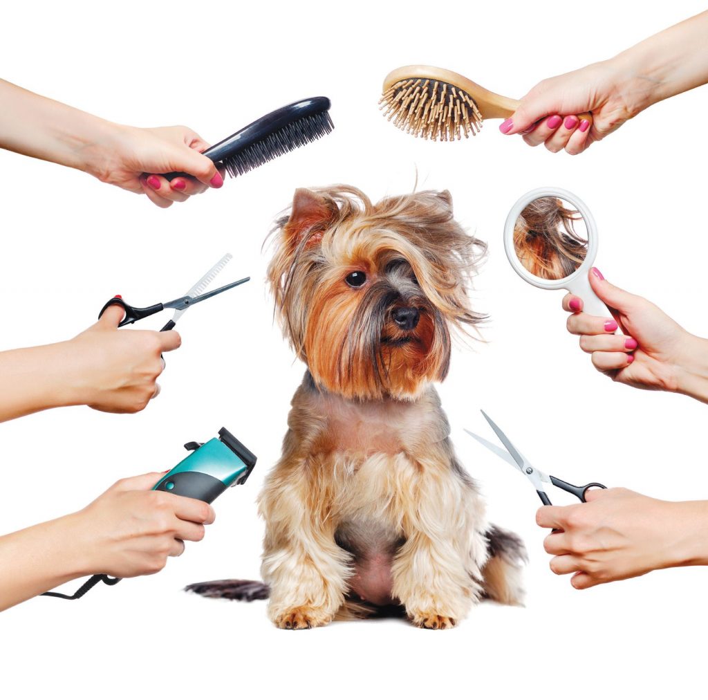 Igiene di cane e gatto. Come occuparsi di pulizia e salute dei nostri pet