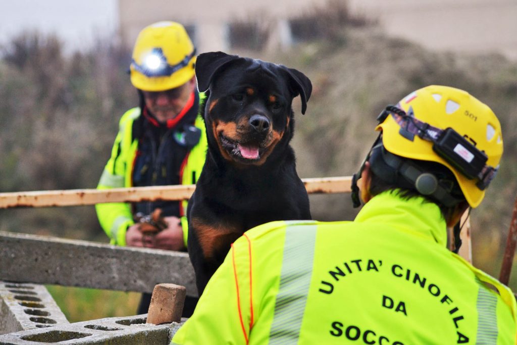 Cani Campioni di Fedeltà