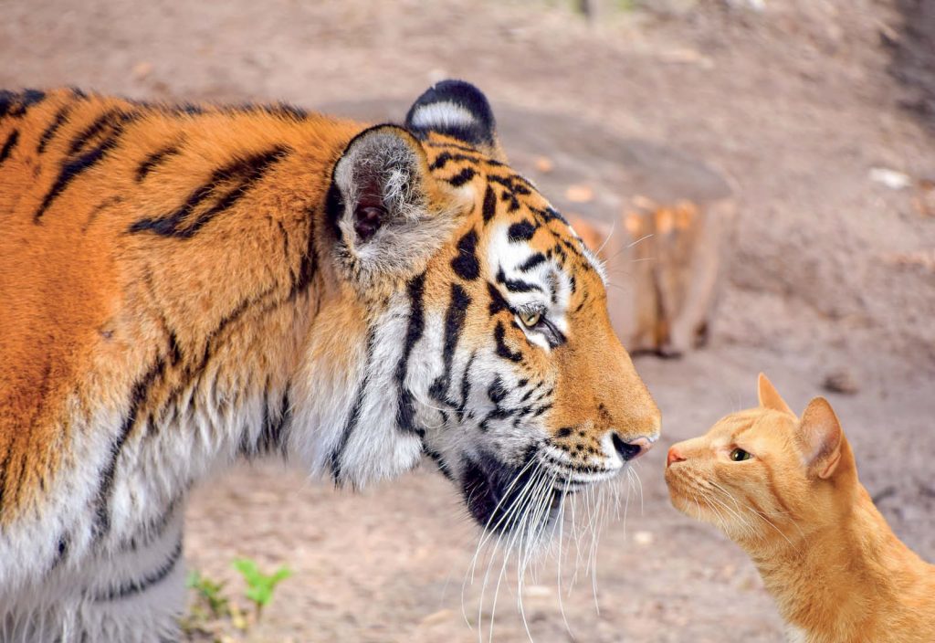 Adotta una tigre a rischio di estinzione