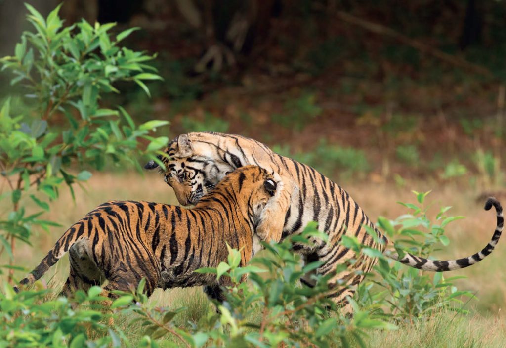 Adotta una tigre a rischio di estinzione