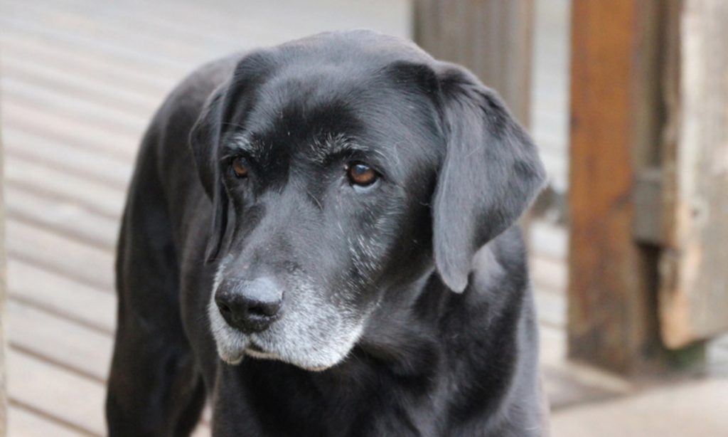 Baffi d’Argento: la prima casa di riposo per cani in Italia